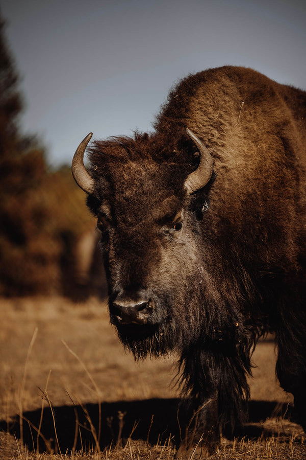 Everything You Need to Know About Genuine American Bison Leather