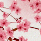 Pink flowers on a tree branch, reminiscent of the delicate protection Rogue Industries' Cherry RFID Blocking Credit Card Sleeves provide against skimming attacks.