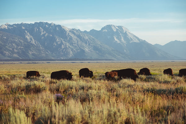 Sustainable Bison Leather from Rogue Industries